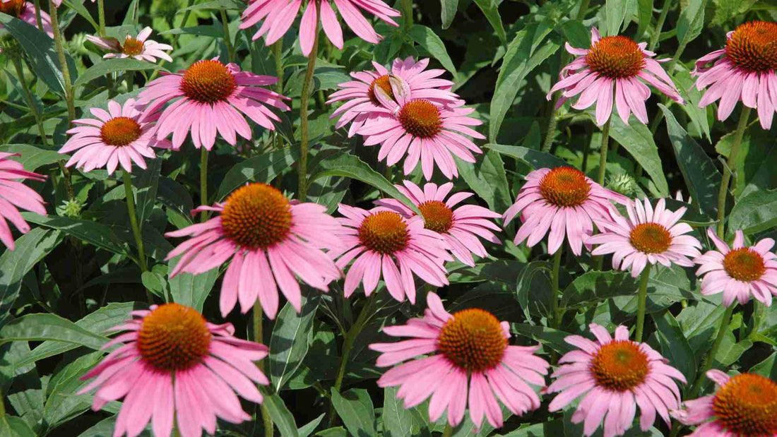 Why Echinacea Is the Secret Ingredient for a Healthier You