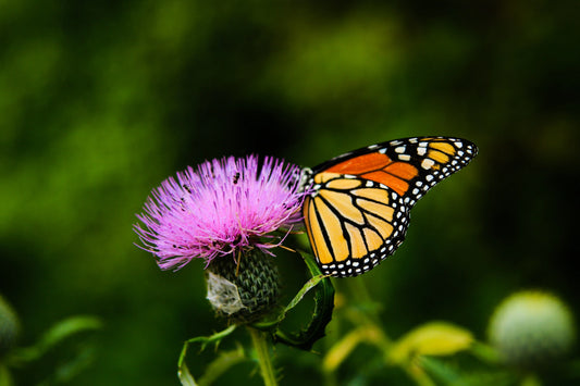 Milk Thistle Health Benefits