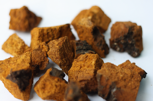 Raw Pieces of Chaga Mushroom