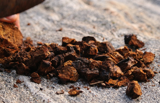 Chaga: 5 Reasons Why People Are Rushing To Get Their Hands On This Superfood