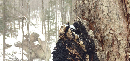 Canada Natural Landscape from which Wild Canadian Chaga is harvested