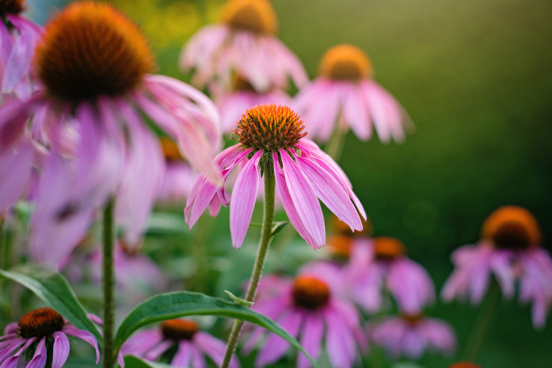 Echinacea, a natural ingredient for a health immunity boost